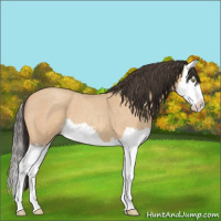 Horse Color:Amber Champagne Roan Splash 