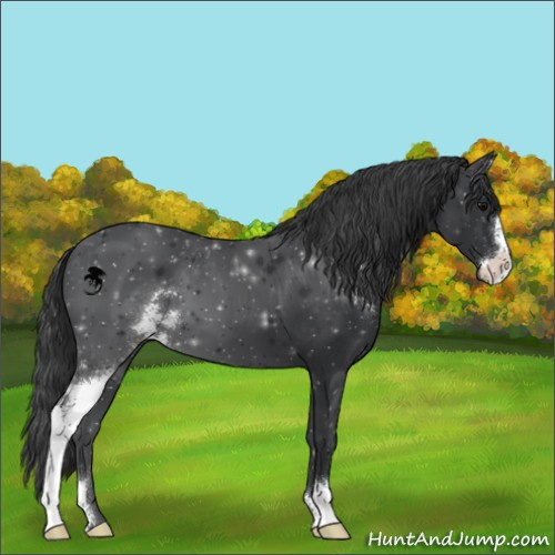 Horse Color:Black Sabino Appaloosa