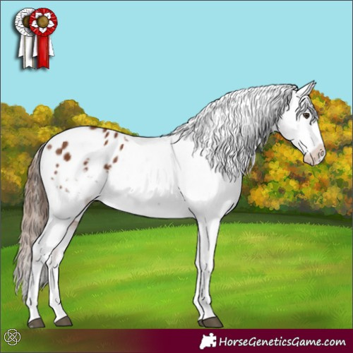 Horse Color:Chestnut Appaloosa