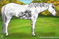 Horse Color:Black Sabino Appaloosa 