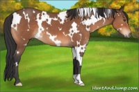Horse Color:White Spotted Bay Roan