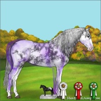 Horse Color:Black Sabino Appaloosa