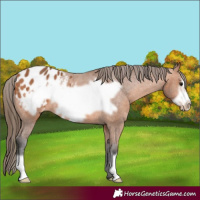 Horse Color:Bay Frame Appaloosa 