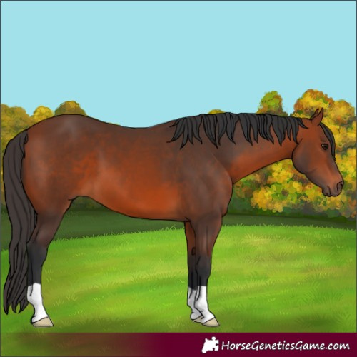 Horse Color:Bay 