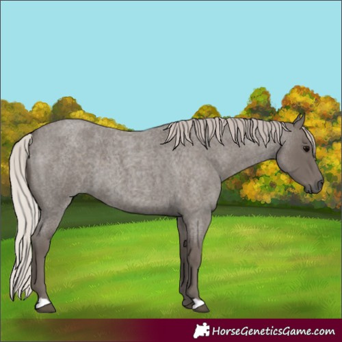 Horse Color:Silver Blue Roan 