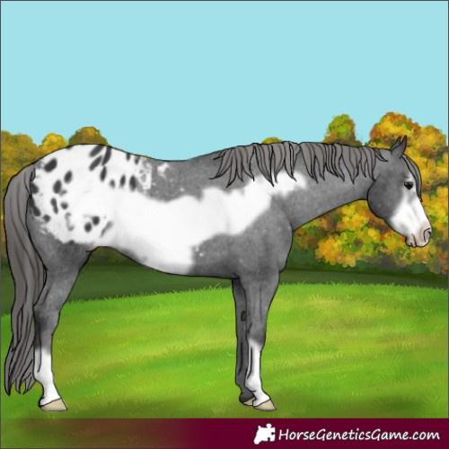 Horse Color:Black Frame Appaloosa 