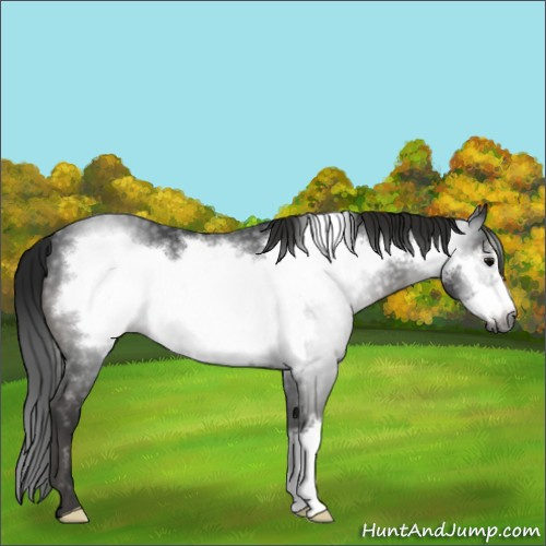 Horse Color:Gray Black Frame 