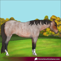 Horse Color:Bay Roan 