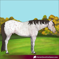 Horse Color:Bay Ice Roan Appaloosa 