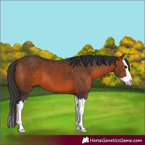 Horse Color:Brown Splash