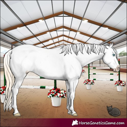 Horse Color:Smoky Black Pearl Frame Appaloosa 