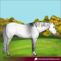 Horse Color:Gray Buckskin