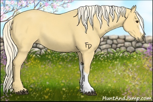 Horse Color:Palomino