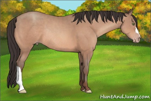 Horse Color:Sable Champagne Rabicano 