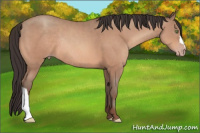 Horse Color:Sable Champagne Rabicano