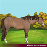 Horse Color:Liver Red Dun