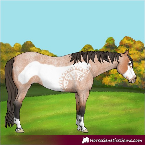 Horse Color:Bay Roan Frame Rabicano