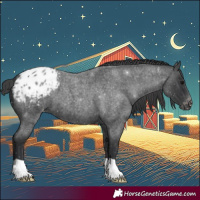 Horse Color:Blue Roan Appaloosa 