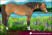 Horse Color:Buckskin 