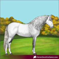 Horse Color:Gray White Spotted Liver Chestnut 