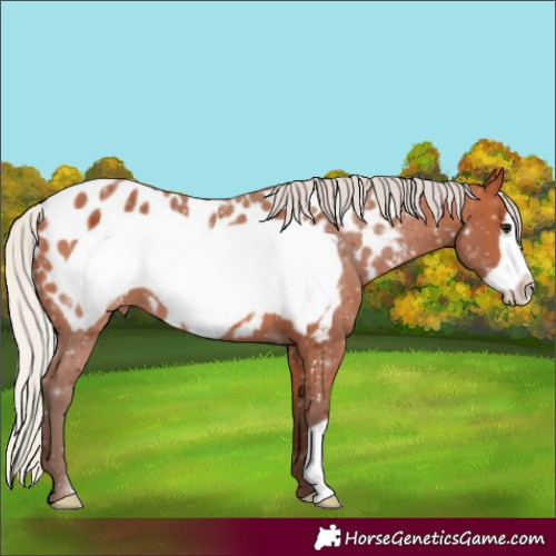 Horse Color:Silver Bay Frame Appaloosa 