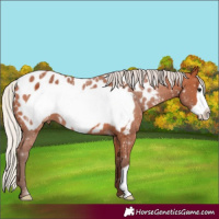 Horse Color:Silver Bay Frame Appaloosa