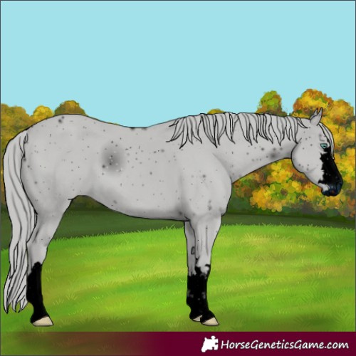 Horse Color:ERROR: UNKNOWN ANOMALY