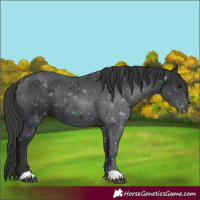 Horse Color:Black Appaloosa 