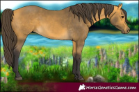 Horse Color:Buckskin 