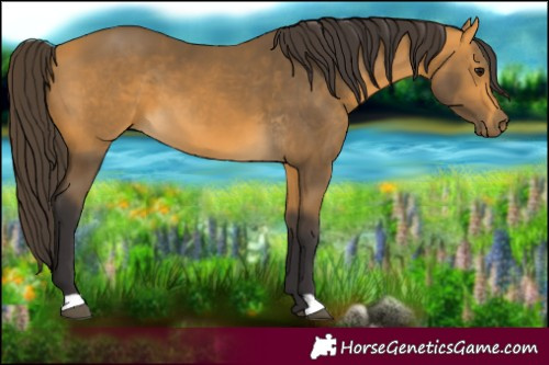 Horse Color:Buckskin 