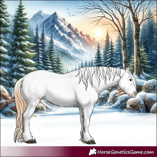 Horse Color:Chestnut Appaloosa 