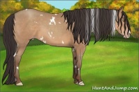 Horse Color:White Spotted Sable Champagne 