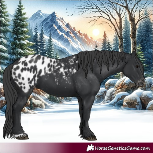 Horse Color:Black Appaloosa
