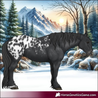 Horse Color:Black Appaloosa 