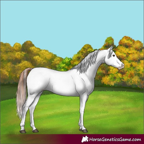 Horse Color:Bay Dun Leopard 