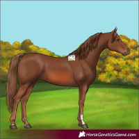 Horse Color:Chestnut 
