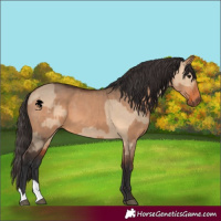 Horse Color:Bay Dun  and Bay Dun 