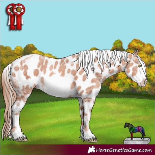 Horse Color:Gold Champagne Ice Frame Appaloosa Rabicano 