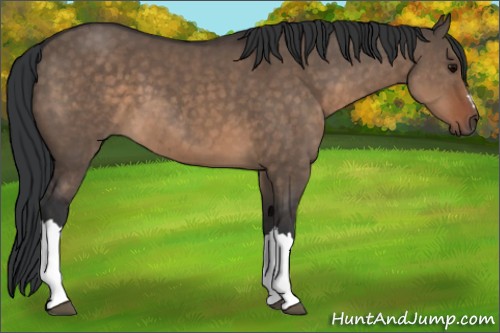 Horse Color:Brown Dun 
