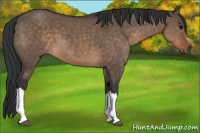 Horse Color:Brown Dun 