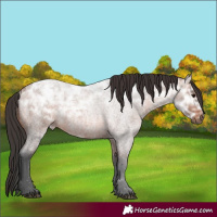 Horse Color:Bay Ice Roan 