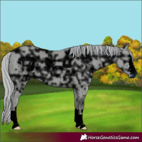 Horse Color:ERROR: UNKNOWN ANOMALY