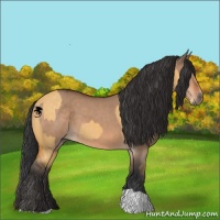 Horse Color:Buckskin Dun  and Bay Dun 