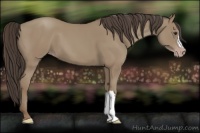 Horse Color:Classic Champagne 