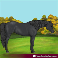 Horse Color:Black 