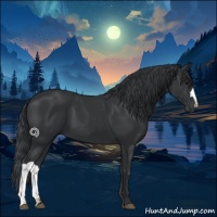 Horse Color:Black 