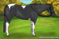Horse Color:Black Tobiano 