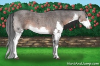 Horse Color:Brown Roan Splash 