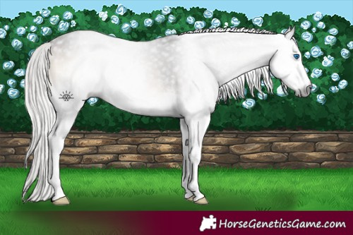 Horse Color:Gray Silver Brown Onyx Splash