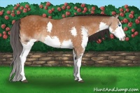 Horse Color:Buckskin Roan Splash 